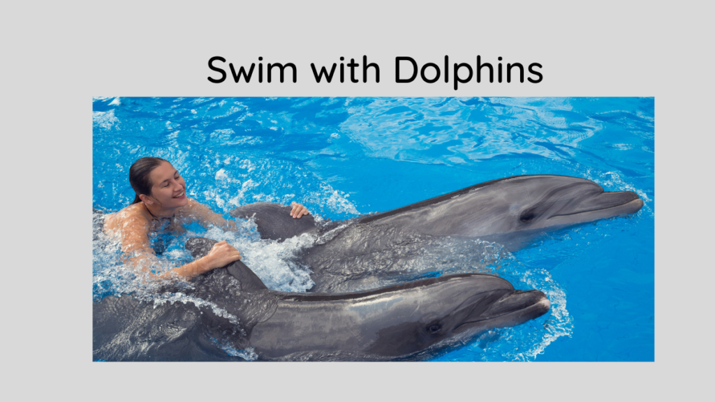 Swim with Dolphins Bahamas