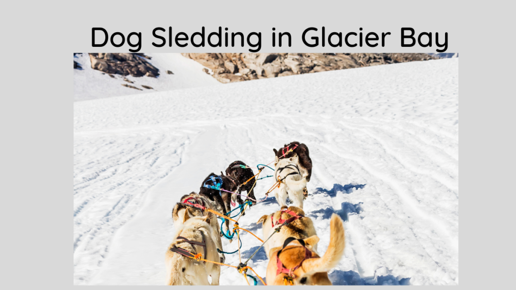 Dog Sledding in Glacier Bay