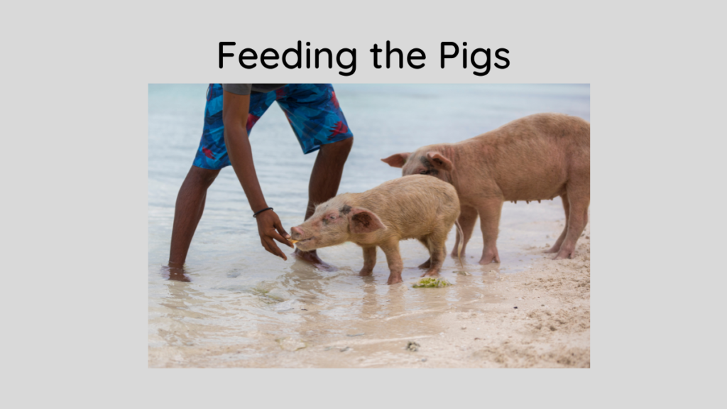 Feeding the Swimming Pigs