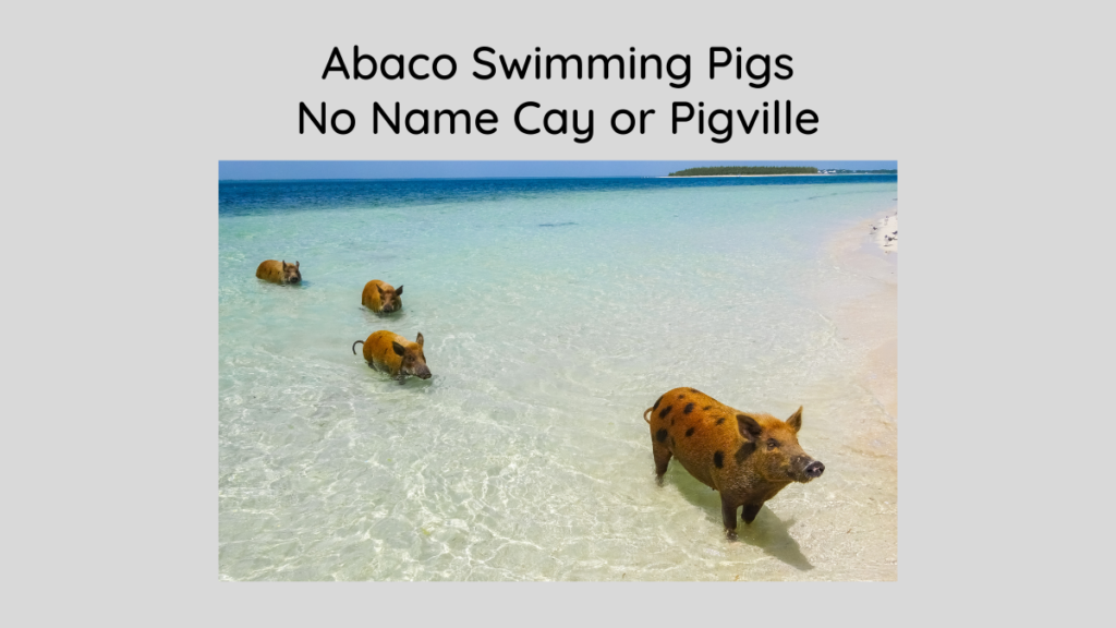 Abaco Swimming Pigs
