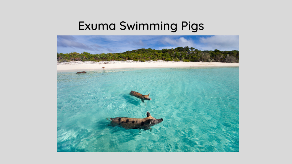 Exuma Swimming Pigs