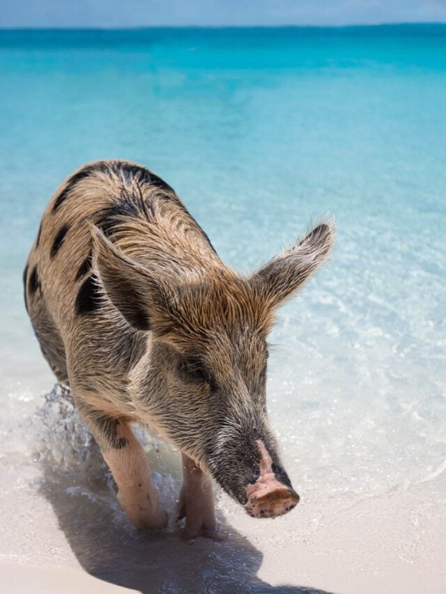 What is it like to Swim with Pigs in the Bahamas?